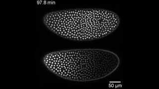 Drosophila embryo expressing BicoidGFP [upl. by Nnylak]