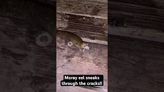 Moray Eel from pier pierfishing morayeel nightfishing fishing eel socal outdoors oceanlife [upl. by Mairb119]