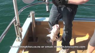 Snapper Longline Fishing From A Charter Boat [upl. by Llovera418]