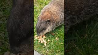 Mrs Sparkle Getting Her Peanut Intake 🥜🐾 groundhog cute adorable cutie mrs sparkle peanuts [upl. by Radmen472]