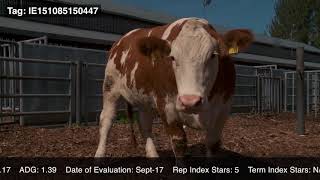 Curaheen Evolution ETP Progeny Video1 [upl. by Adnahsor]