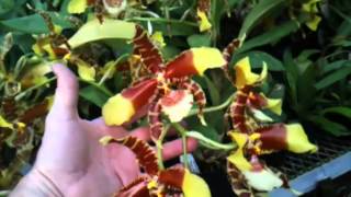 OrchidWeb  Rossioglossum Rawdon Jester Fernbrook AMAOS [upl. by Jordan]