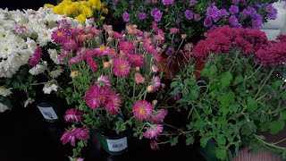 Ginny Rosenkranz Brings In Some Colorful Fall Season Asters [upl. by Endora276]