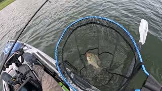 Wivenhoe Dam Pest Fishing Pearl Cichlid fishenwithricky pearlcichlid tilapia loganinlet [upl. by Christal375]