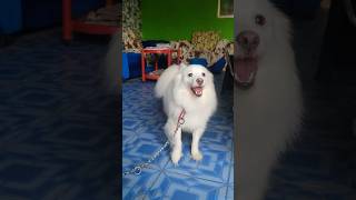 Indian spitz dog  Indian spitz dog barking  Indian spitz dog puppy  Indian spitz dog training [upl. by Filippo967]