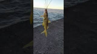 Amarillito shots fishing pesca enelmarlavidaesmassabrosa youtubeshorts [upl. by Moth739]