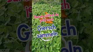 🍃 Darum solltest du jetzt noch Giersch sammeln 🧺 wildkräuter garten salat kräuterkeller [upl. by Nazario]