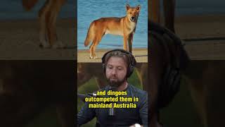 What is Thylacine The Marsupial Predator with Tiger Stripes  Joe Rogan amp Forrest Galante [upl. by Annod624]