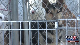 Shelter animals at risk of euthanization again Why does this keep happening [upl. by Asiram]