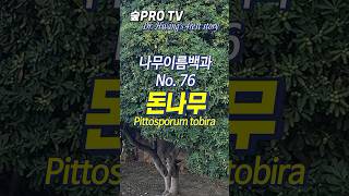 돈나무 이름 유래와 특징 섬음나무 Pittosporumtobira 난대숲 [upl. by Mannes]