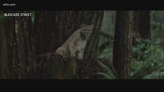 New Bigfoot movie coming quotSasquatch Sunsetquot [upl. by Ycnuahc]