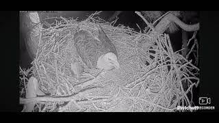 SWFL Bald Eagles Cam 2 11082024 1811 [upl. by Amairam]