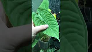 Anthurium veitchii rareplants plants shorts [upl. by Nillor]