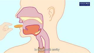 Animation 61 Swallowing and peristalsis [upl. by Greenquist193]