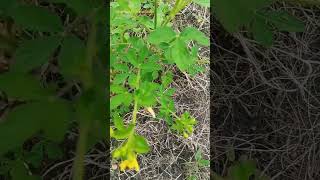 Trifoliate and Pentafoliate leaves on same plant botany ecology taxonomy [upl. by Elleinet256]