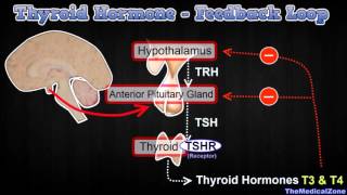 Thyroid Hormone Regulation  Negative Feedback Loop Hypothalamus and Anterior Pitutiary [upl. by Merta]