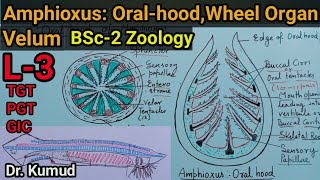 OralhoodWheel Organs amp Velum of Amphioxus BranchiostomaAmphioxus BSc2 ZoologyL3TGTPGT [upl. by Bernete]