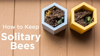 How to Keep Solitary Bees [upl. by Weidar]