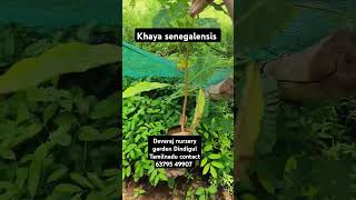 Original khaya senegalensis plant African veriety pure mahogany plant call 63795 49907shorts [upl. by Saref]