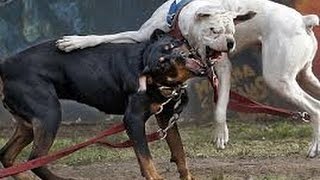 Pelea de Perros A muerte  fatal dogfight [upl. by Sinaj]