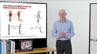 Biomechanics of Movement  Muscle of the Day Gastrocnemius amp Soleus [upl. by Ahsinid947]