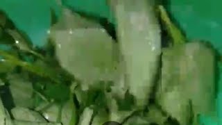 Liza Belarmino is live striping green leafy vegetables ASMRSATISFYING [upl. by Omsare]