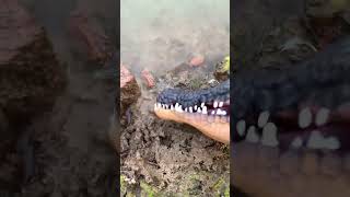 Crocodile Catching Insects Restore the crocodile catching insects I guess its probably like thi [upl. by Hueston]