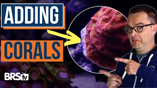 Beginner Tips Tricks for Mounting Your Corals EP 45b [upl. by Eide]