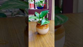 Pothos indoor propagation diy pothos waterplants pothospropagation shorts [upl. by Cherice988]