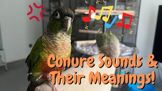 Green Cheek Conure Sounds amp Their Meanings  Parrot Behaviour  TheParrotTeacher [upl. by Okwu]