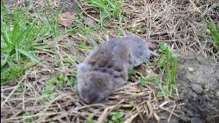 How to Kill Moles in Yard Easily [upl. by Ahsoem]