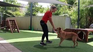 Dog Obedience Skills 1 Sit using Lure Method [upl. by Darahs]