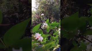 Harsingar flowering plant care youtubeshorts terracegardens trending floweringplant [upl. by Bar]