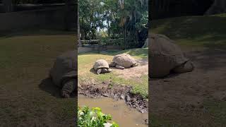 Tortugas Gigantes tortugas shorts reptiles animals [upl. by Antonino]