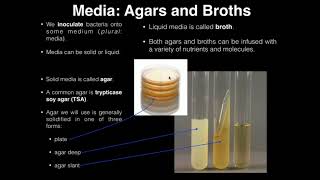 Lab Exercise 1 Introduction to Microbiology [upl. by Yelkrab]