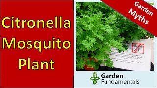 Does the Citronella mosquito Plant Repel Mosquitoes [upl. by Jaban]