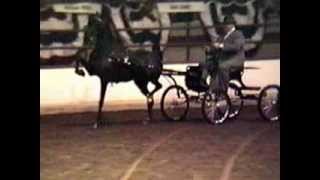 1991 Syracuse Hackney Pony Championship [upl. by Balliol]