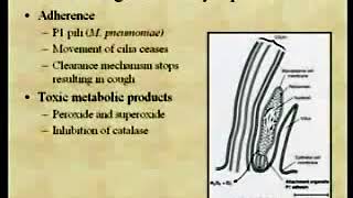 214 Rickettsia Ehrlichia Coxella and BartonellaI  Medical Microbiology [upl. by Tnahs706]