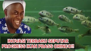 UPDATE PERTUMBUHAN IKAN PBASS ORINOCO FULL PELET DALAM 3 BULAN PADA TANK BACKGROUND PUTIH [upl. by Innej159]