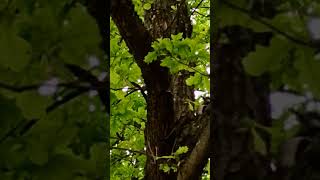 Charming woodpecker in the Ostpark in Munich [upl. by Nirahs]