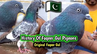 History Of Faqeer Gul pigeons Explained By Boby Bhai  Pigeons Gallery [upl. by Mickie]