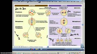 Chapter 11 Podcast 5 Comparing Mitosis amp Meiosis [upl. by Astra]