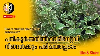 How to maintain plectranthus amboinicus [upl. by Ardnaskela174]