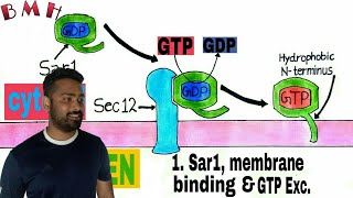 Vesicle Budding  Vesicle Formation and Vesicle Fusion  Vesicular Transport Part2 [upl. by Nerot]