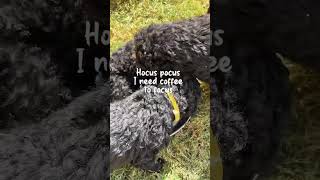 Happy Halloween dog curlycoatedretriever doglover puppies dogs love pets halloween [upl. by Anahsit950]