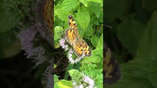 Fritillary Butterflies on Peppermint Flowers [upl. by Alorac]