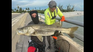 Kicked Outta Our Own Hotel 40quot Snook and Crazy Sanibel Lure Chew [upl. by Tess836]