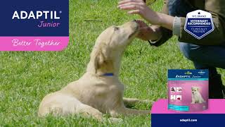 How to use ADAPTIL Junior Collar to Reassure and Comfort Your Puppy [upl. by Akinaj]