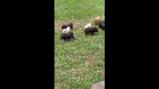 Adorable Piglets Running at the Same Time Toward Their Mom [upl. by Oos]