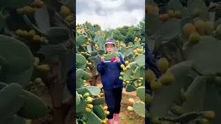 Cactus farming🌵 Cactus fruit Earns A Lot of Money 🤑shorts viral cactus [upl. by Rivkah]